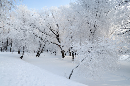 Natural landscape in the Park.On the ground and in the trees is a lot of snow.Beautiful and cold winter.の写真素材
