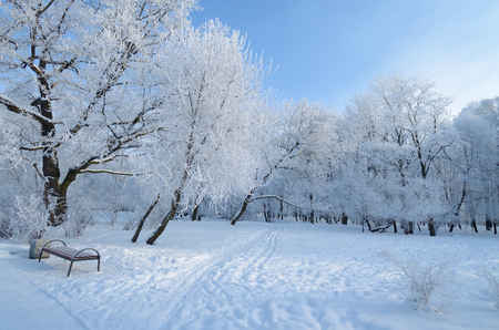 Natural landscape in the Park.On the ground and in the trees is a lot of snow.Beautiful and cold winter.の写真素材