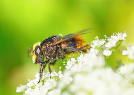 A bumblebee collects nectar from a flower.With warming the life of insects became more active.