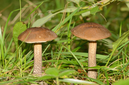 The autumn came.This is the time of collecting edible mushrooms.の写真素材
