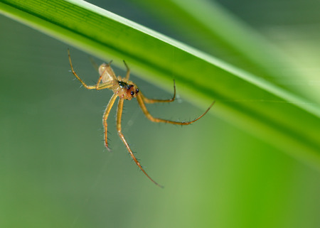 Summer activity of insects.A spider knits a web.の写真素材