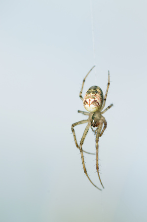 Summer activity of insects.A spider knits a web.の写真素材