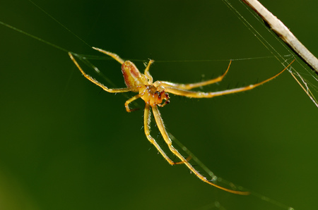 Summer activity of insects.A spider knits a web.の写真素材