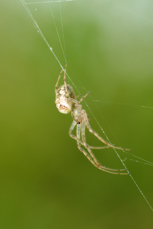 Summer activity of insects.A spider knits a web.の写真素材