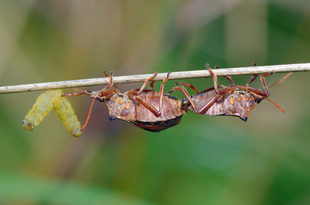 The bedbug caught the caterpillar.The second bedbug wants to take away the prey.