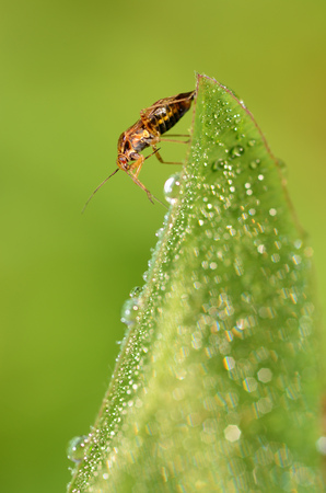 the bedbug sits on a leaf.In the morning the grass is covered with dew.の写真素材