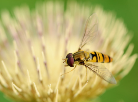 German wasp collects pollen from plants.With warming the life of insects became more active.
