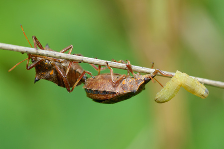The bedbugs and caterpillar on a string