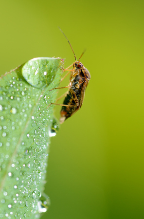 the bedbug sits on a leaf.In the morning the grass is covered with dew.