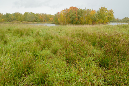 Autumn landscape in the Park.Dry grass bends in the wind.の写真素材