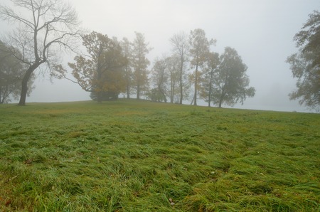 Autumn landscape in the Park.Dry grass bends in the wind.の写真素材
