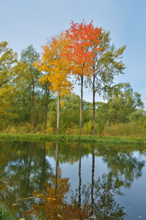 Autumn landscape in the Park.The leaves on the trees have a multicolored color.の写真素材