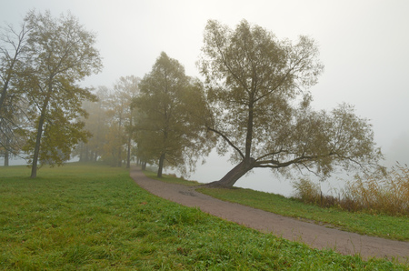 Autumn landscape in the Park.Dry grass bends in the wind.の写真素材