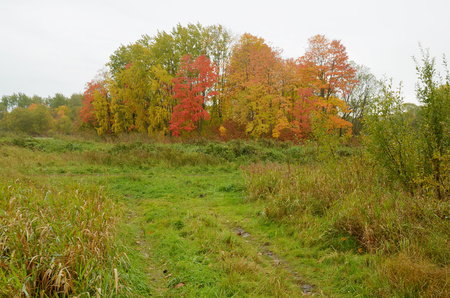Autumn landscape in the Park.Dry grass bends in the wind.の写真素材