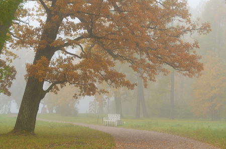Autumn landscape in the Park.The leaves on the trees have a multicolored color.の写真素材