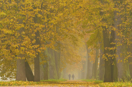 Autumn landscape in the Park.The leaves on the trees have a multicolored color.の写真素材