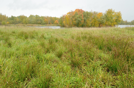 Autumn landscape in the Park.Dry grass bends in the wind.の写真素材
