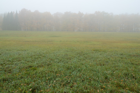 Autumn landscape in the Park.Dry grass bends in the wind.の写真素材