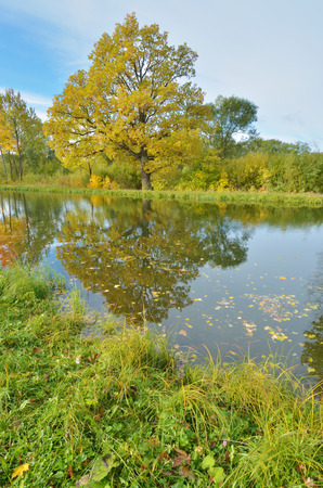 Autumn landscape in the Park.The leaves on the trees have a multicolored color.の写真素材