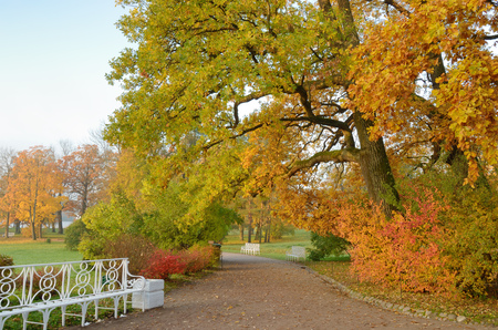 Autumn landscape in the Park.The leaves on the trees have a multicolored color.の写真素材