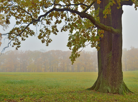 Autumn landscape in the Park.Dry grass bends in the wind.の写真素材