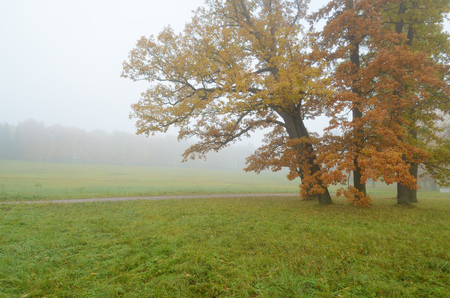 Autumn landscape in the Park.Dry grass bends in the wind.の写真素材