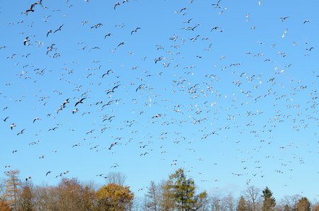 A flock of seagulls flies into the sky.They fly from one place to another.の写真素材