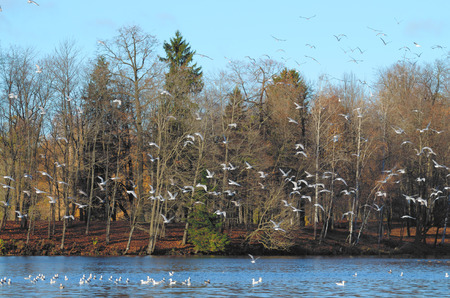 A flock of seagulls flies into the sky.They fly from one place to another.の写真素材