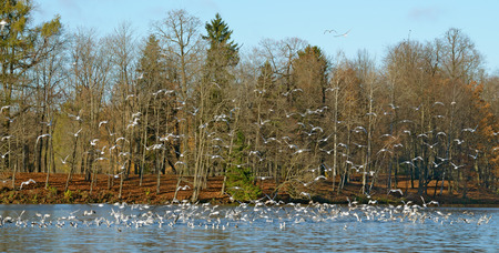 A flock of seagulls flies into the sky. They fly from one place to another.の写真素材