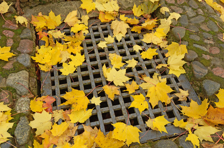 In autumn the leaves fall from the trees. They have a colorful and beautiful look.の写真素材