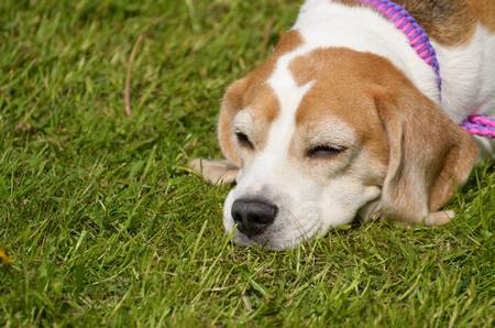 A young puppy hound fell asleep on the grass.の写真素材