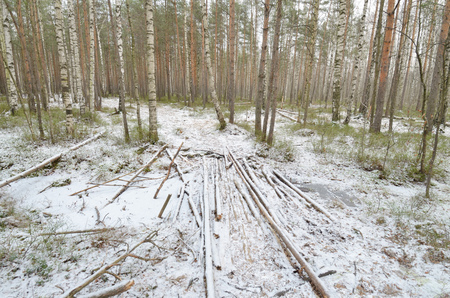 Wildlife in the forest.Around are rising pine and other trees.の写真素材