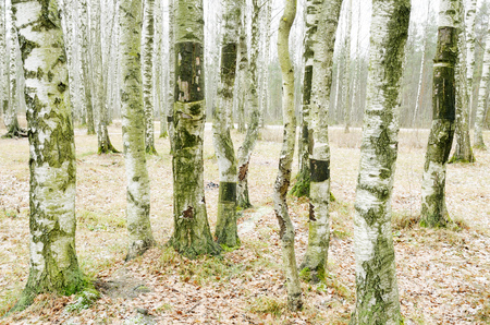 Birch grove in winter.The bark of the trees has a black and white color.の写真素材