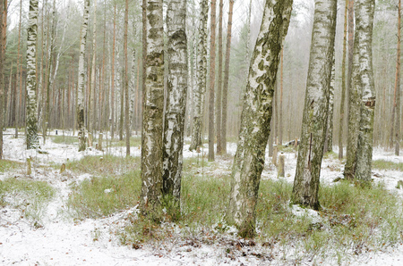 Birch grove in winter.The bark of the trees has a black and white color.の写真素材