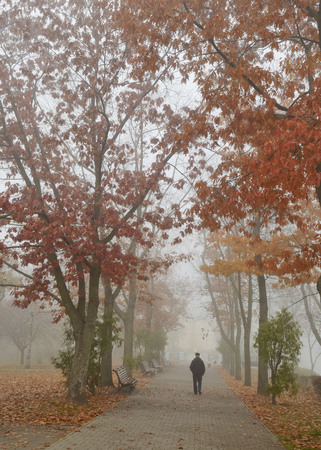 Autumn landscape in the Park.The leaves on the trees have a multicolored color.And around dense fog.の写真素材