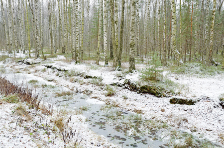 Wildlife in the forest.Around are rising pine and other trees.の写真素材