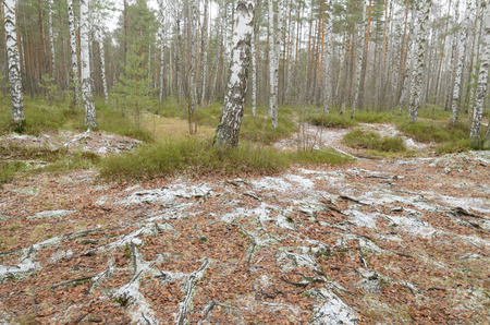 Wildlife in the forest.Around are rising pine and other trees.の写真素材