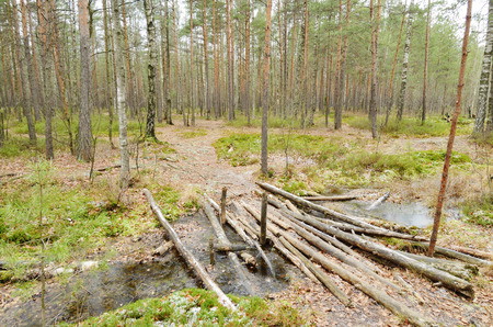 Wildlife in the forest.Around are rising pine and other trees.の写真素材