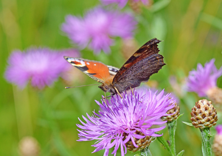 In the meadow grow various wild flowers.Butterfly drinks nectar from a flower.の写真素材