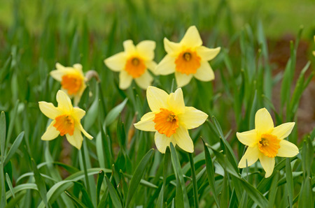 Daffodils, growing on a flower bed.These flowers like sunlight.の写真素材