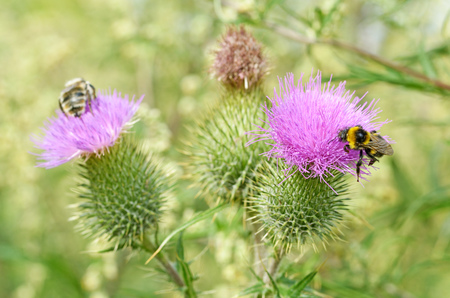 A bumblebee collects nectar from a flower.With warming the life of insects became more active.の写真素材