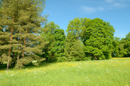 Beautiful forest landscape.Around the green meadows bloom, trees grow.の写真素材