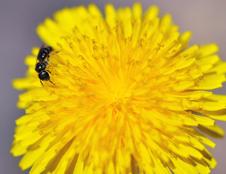 The ant collects the pollen of a dandelion.He eats it.の写真素材