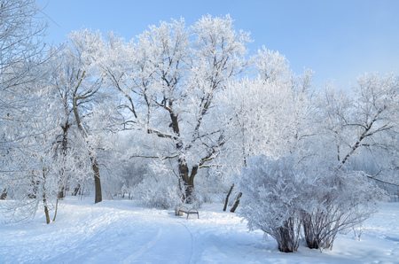 Natural landscape in the Park.On the ground and in the trees is a lot of snow.Beautiful and cold winter.の写真素材