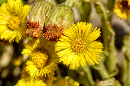 Flowering flowers mother and stepmother.Very bright and beautiful flowers.の写真素材