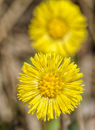 Flowering flowers mother and stepmother.Very bright and beautiful flowers.の写真素材