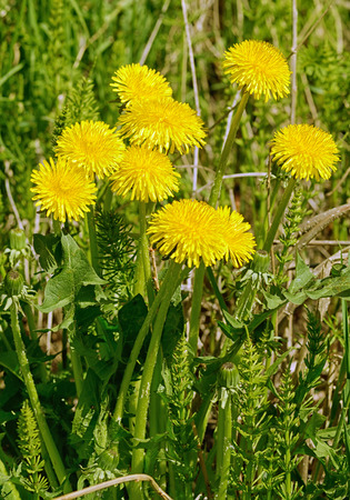faded dandelions in late spring.They turn into white, round flowers.の写真素材