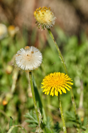 faded dandelions in late spring.They turn into white, round flowers.の写真素材