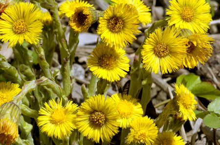 Flowering flowers mother and stepmother.Very bright and beautiful flowers.の写真素材