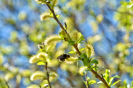 The furry buds of pussy willow.These inflorescences have a colorful look.They bloom beautifully in the spring.の写真素材